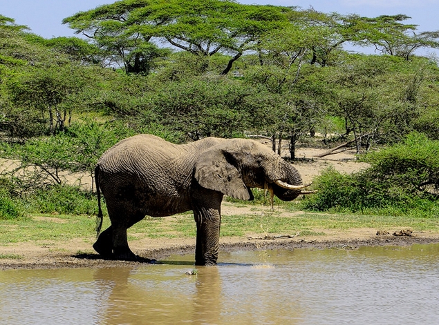 loxodonta africana