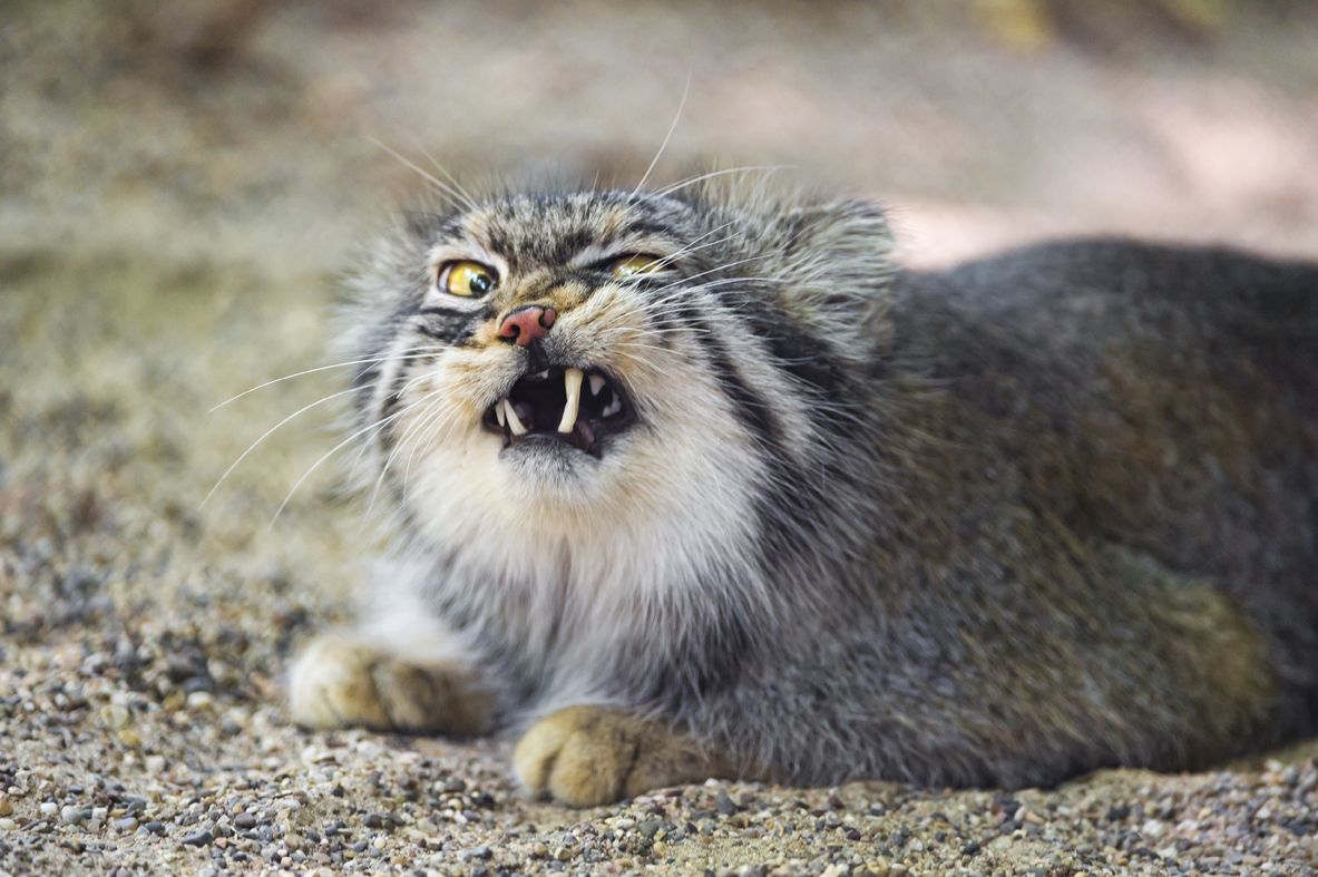 小型猫科动物里的猛兽：浅谈兔狲的生活习性及其生态作用_百科TA说