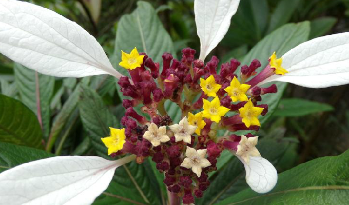 dunnia sinensis tutcher