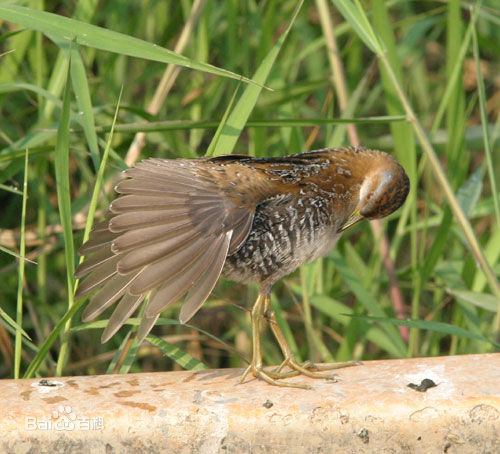 秧鸡,田鸡,苦恶鸟,水鸡,骨顶鸡等,分布遍及世界各地,是涉禽中种类最多