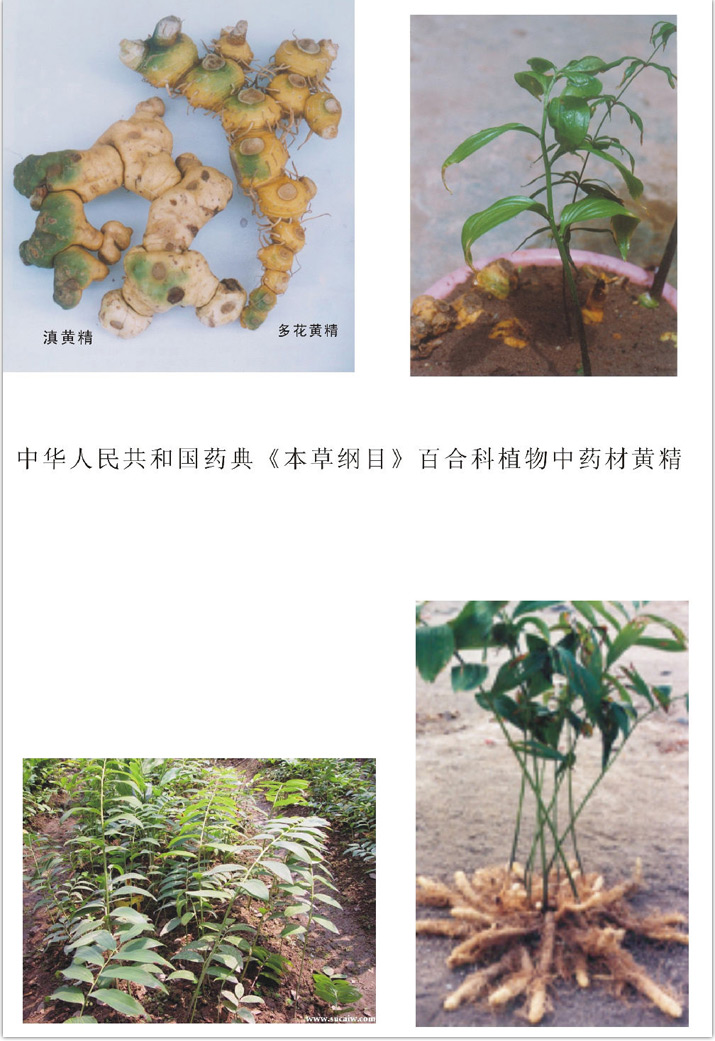 鸡头参
