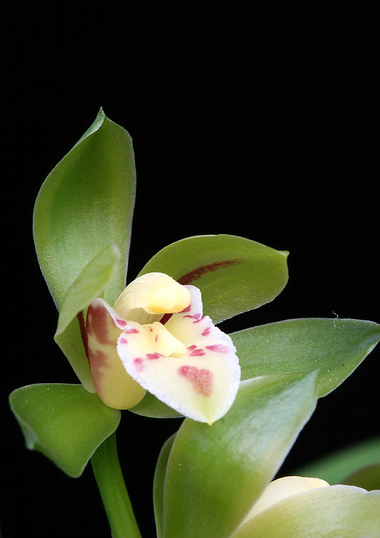  p>兔耳兰(学名: i>cymbidium lancifolium /i>  hook.