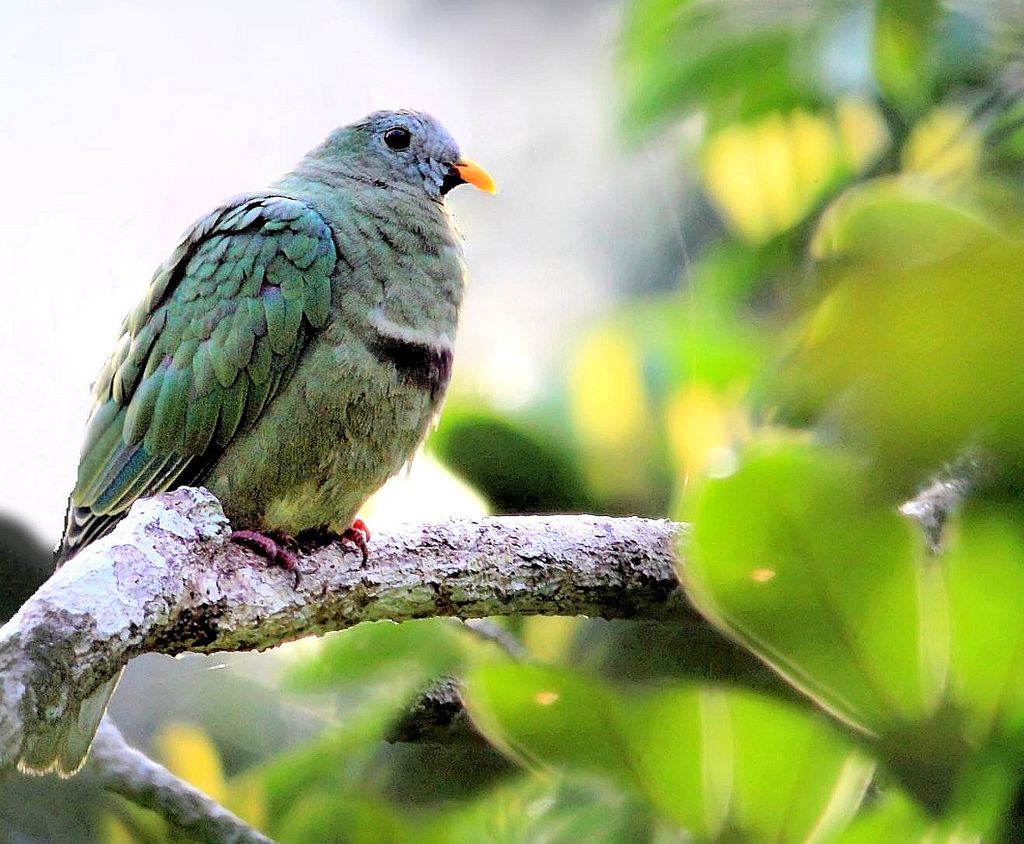  p>黑颏果鸠(学名: i>ramphiculus leclancheri /i>):体长28-29厘米.