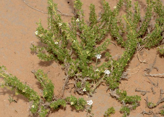  p>绵刺(学名: i>potaninia mongolica /i> maxim.