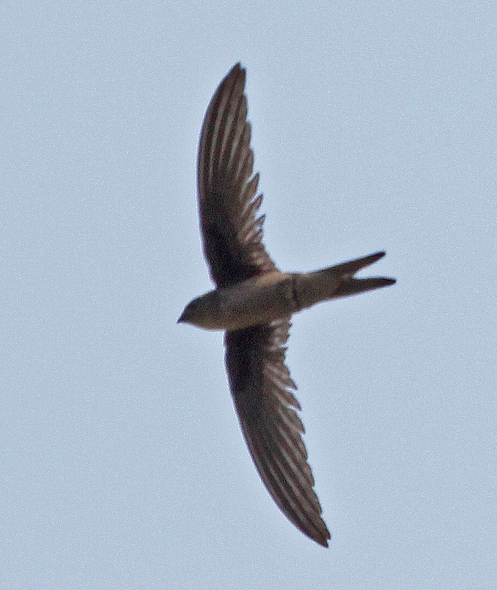  p>棕雨燕(学名: i>cypsiurus balasiensis /i>),上体黑褐色,头,两翅