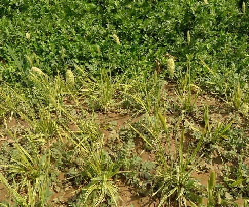  p>大看麦娘(学名: i>alopecurus pratensis /i> linn.