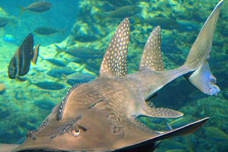  p>台湾犁头鳐( i>rhinobatos formosensis /i> norman,1926)是 a