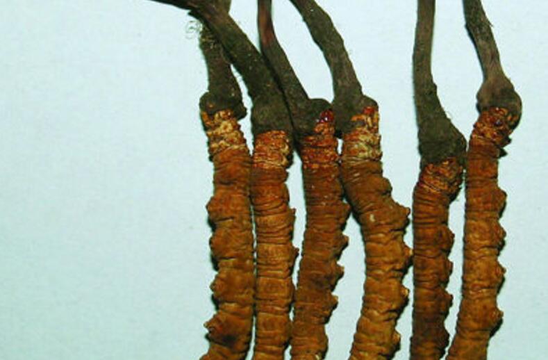  p data-id="gnx6gwjg3w">虫草蝙蝠蛾( i>hepialus armoricanus) /i>