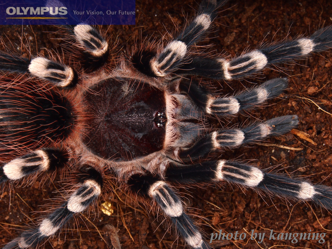 巴西白膝头蜘蛛