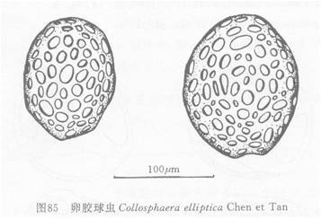 卵胶球虫_百度百科