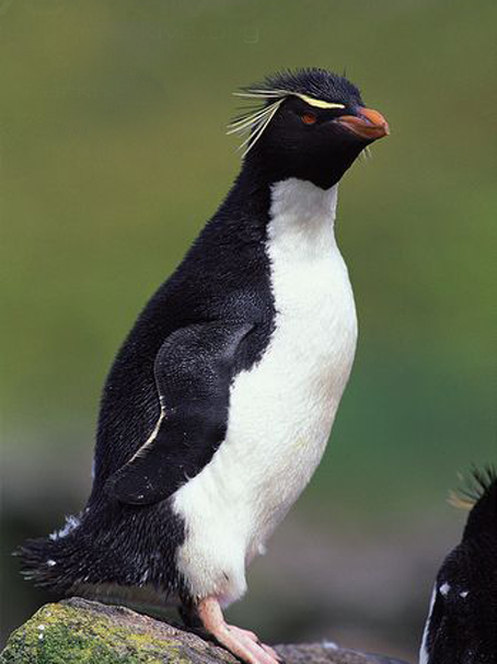  p>黄眉企鹅(学名: i>eudyptes pachyrhynchus /i>)在头上或眼睛旁都