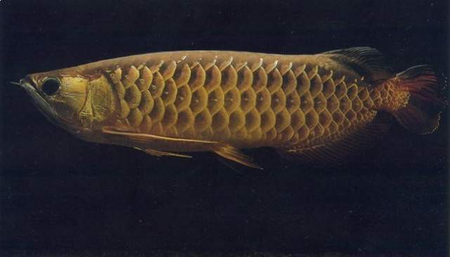 高背红尾金龙鱼