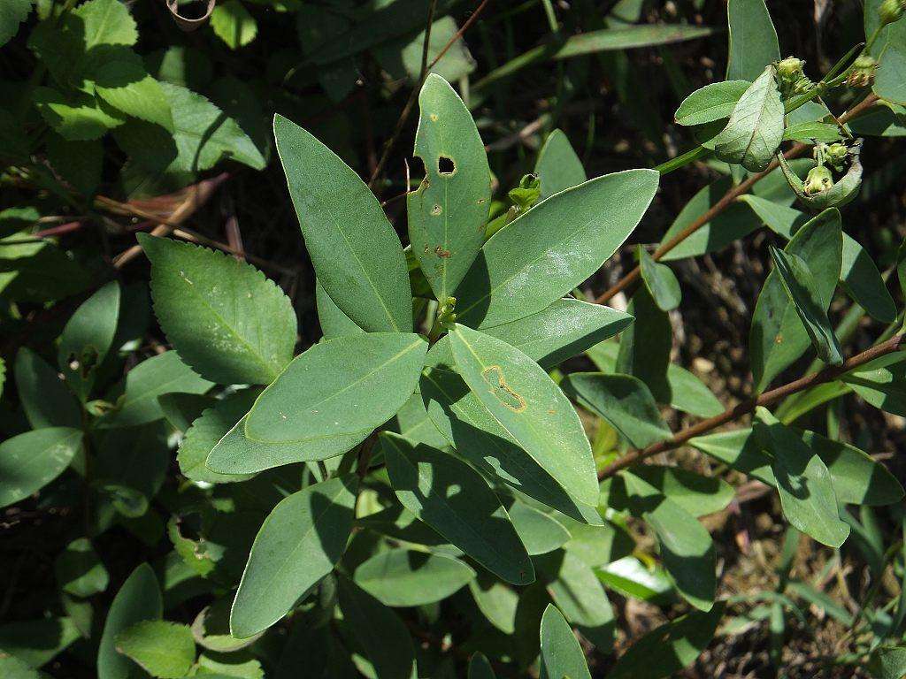  p>白花荛花(学名wikstroemia trichotoma (thunb.
