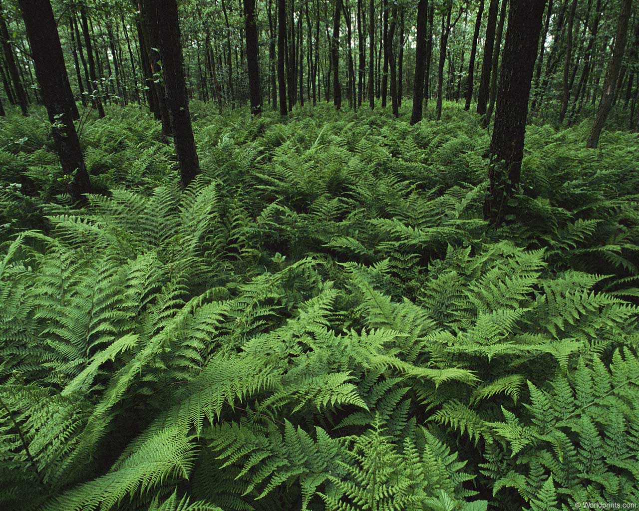  p>阔叶林:由 b> a target="_blank" href="/item/阔叶树">阔叶树 /a>