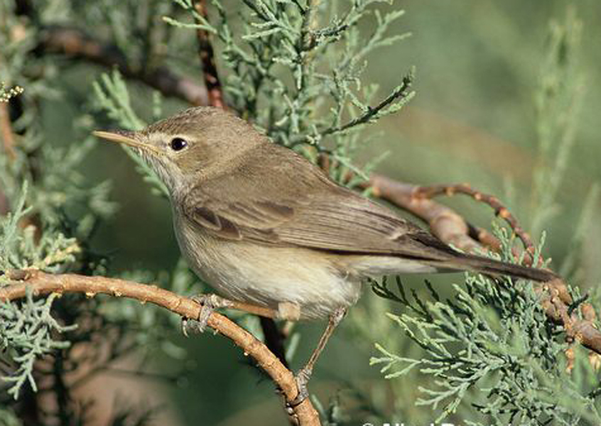  p>草绿篱莺(学名: i>iduna pallida /i>):体长13厘米.