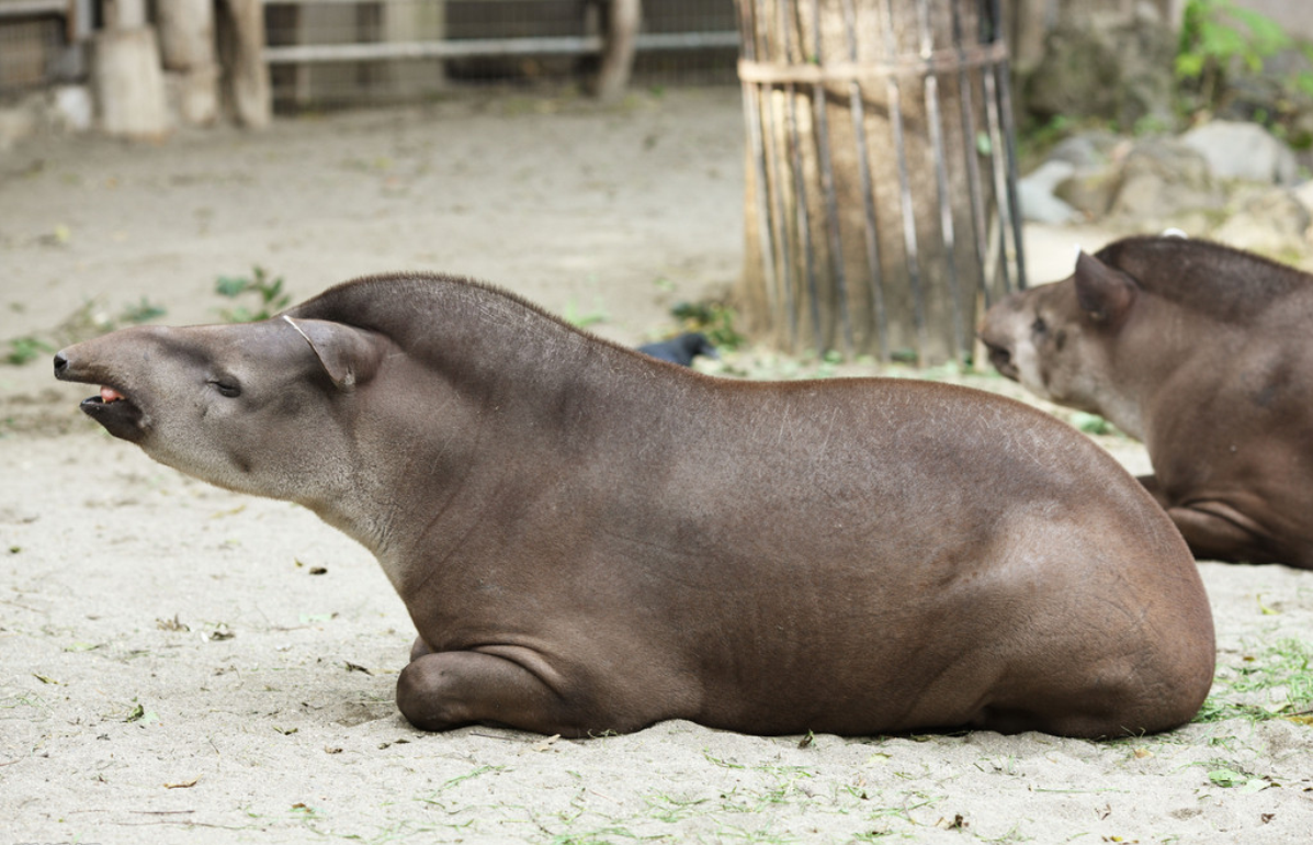  p>貘(学名: i>tapiridae, i>t /i> b> i>apirus /i> /b> /i>):貘科仅