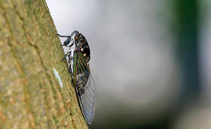 cryptotympana takasagona