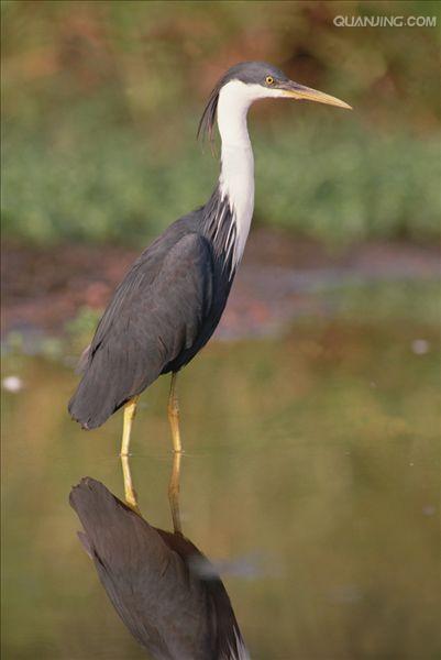  p>白颈鹭(学名: i>ardea pacifica /i>)是鹳形目 a href="#">鹭科 /a