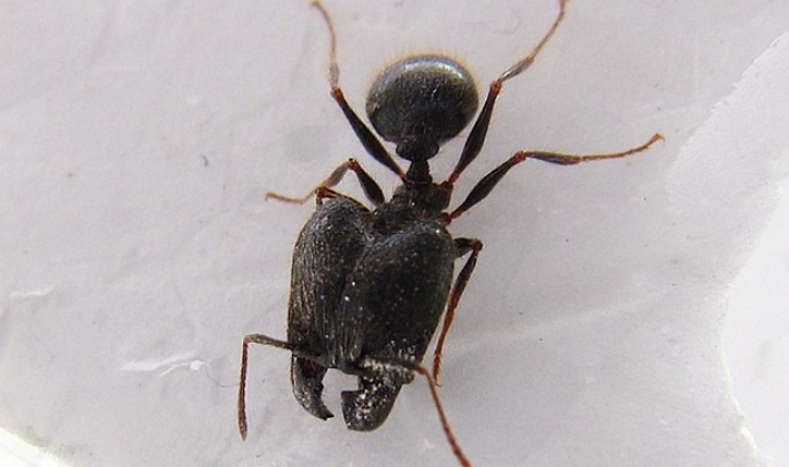  p>罗夫顿大头蚁主要分布于我国广西,云南等热带和亚热带地区.