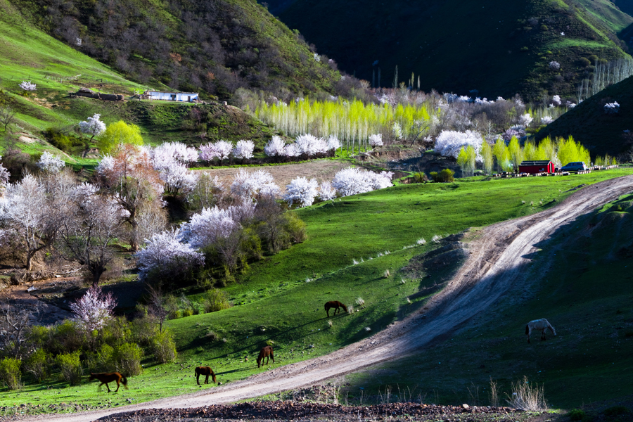 吐尔根杏花谷