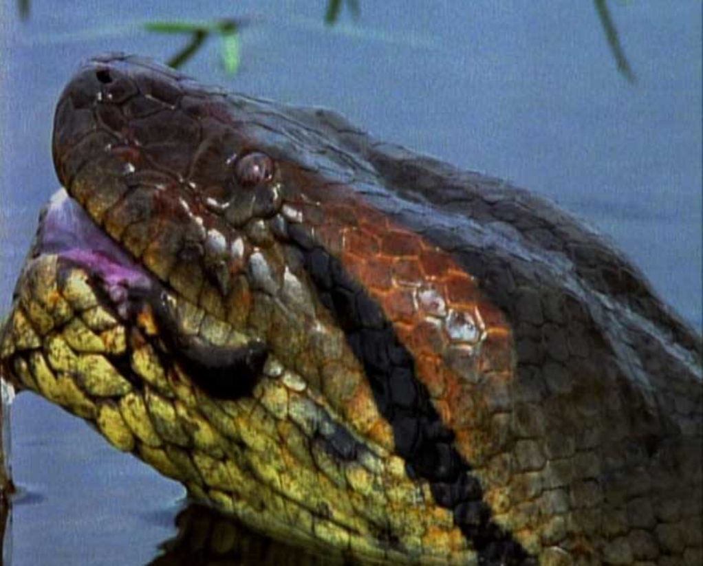  p data-id="gnx35rkulc">水蚺,亦称水蟒,森蚺(anacondas),是 a