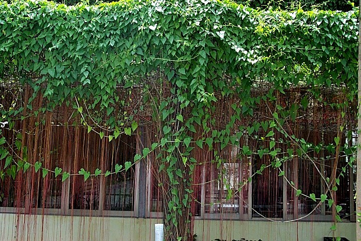 属多年生常绿草质 a href="#" data-lemmaid="2100987">藤蔓 /a>植物