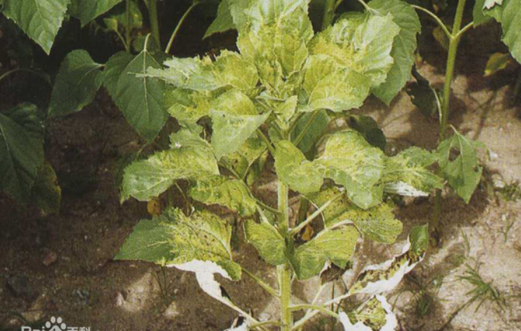 href="/item/向日葵/6106" data