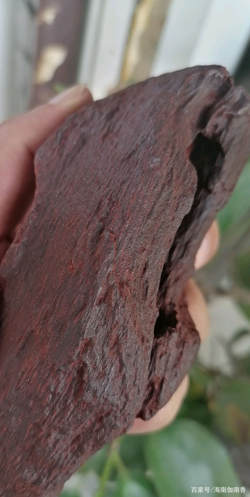 全沈水の緑奇楠 伽羅　御家流　聞香　香木　沈香 香道　奇南　伽南 楽天市場】台湾輸出用ベトナム産高級沈香 1kg 量り売り 栽培 沈水香木