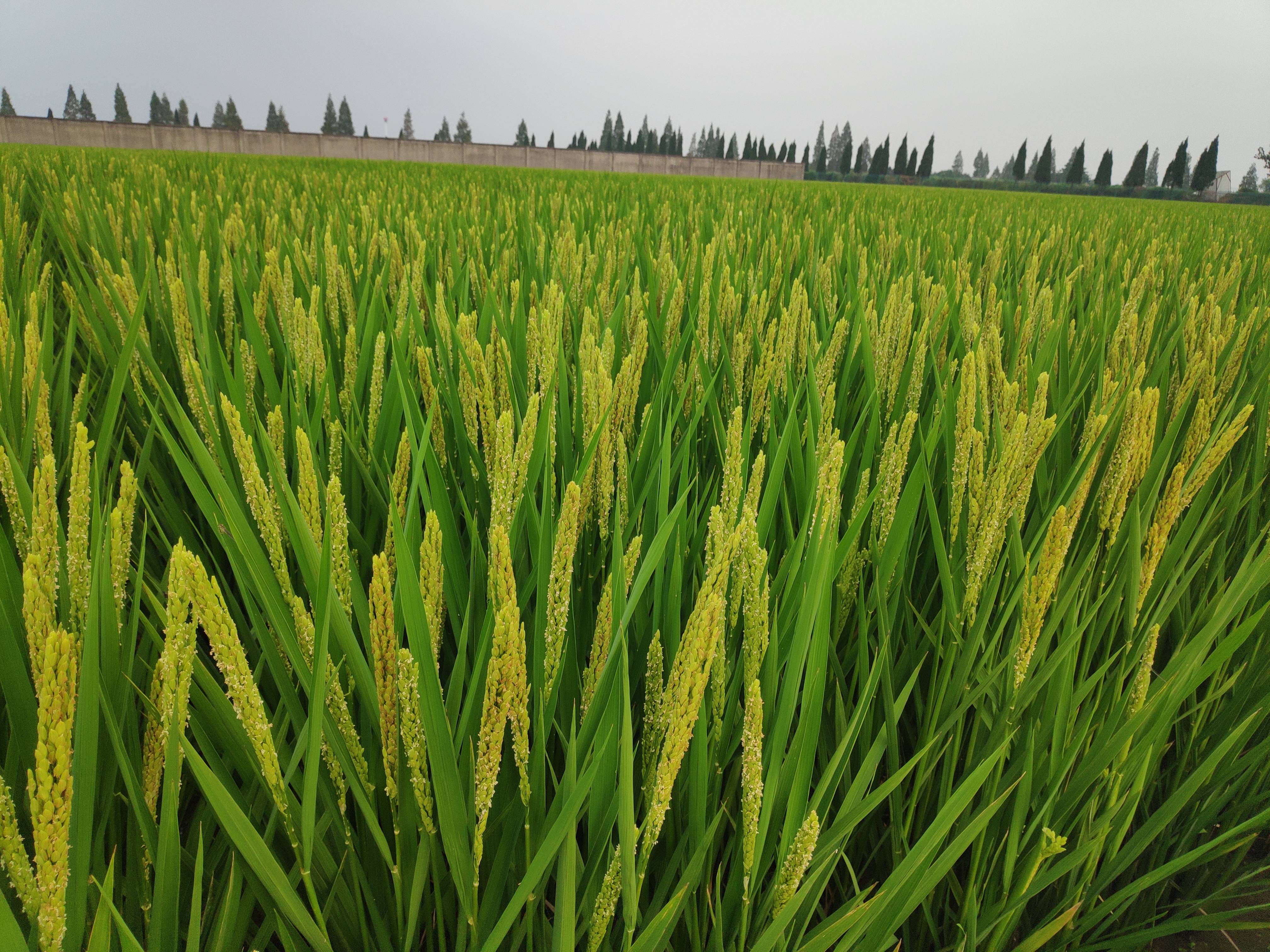  p data-id="gn0e3eayy2">宁香粳9号是一个水稻品种,属早熟晚 a