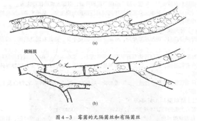 霉菌（丝状真菌的统称）_百度百科