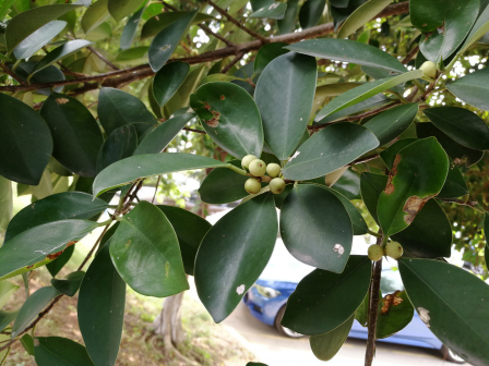 榕树（桑科榕属植物）_百度百科