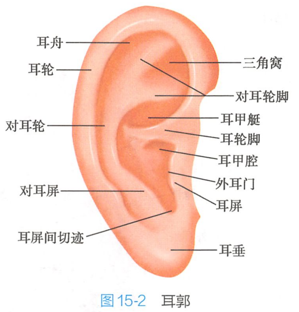 外耳
