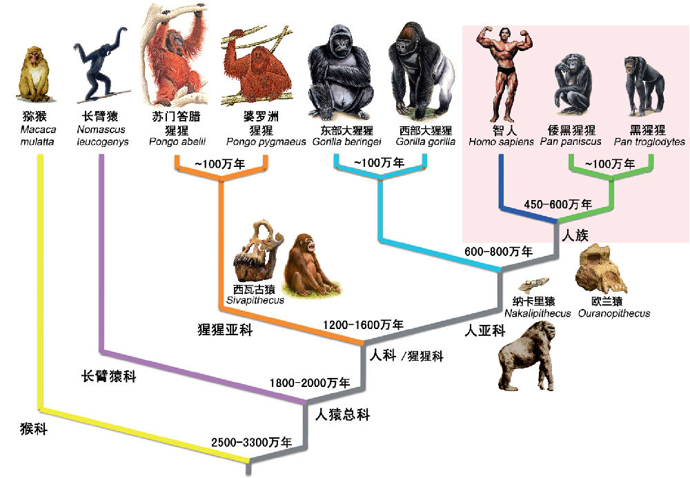 人种