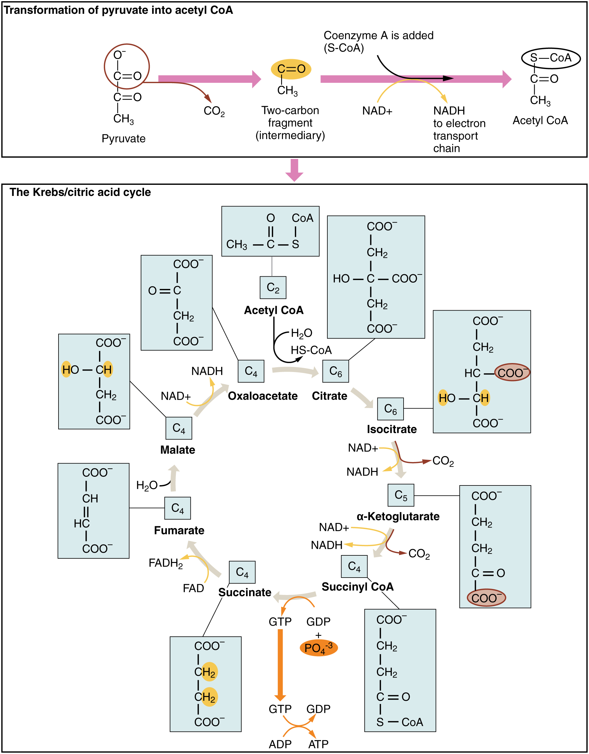  p>三羧酸循环(tricarboxylic acid cycle,tca cycle)是 a target="