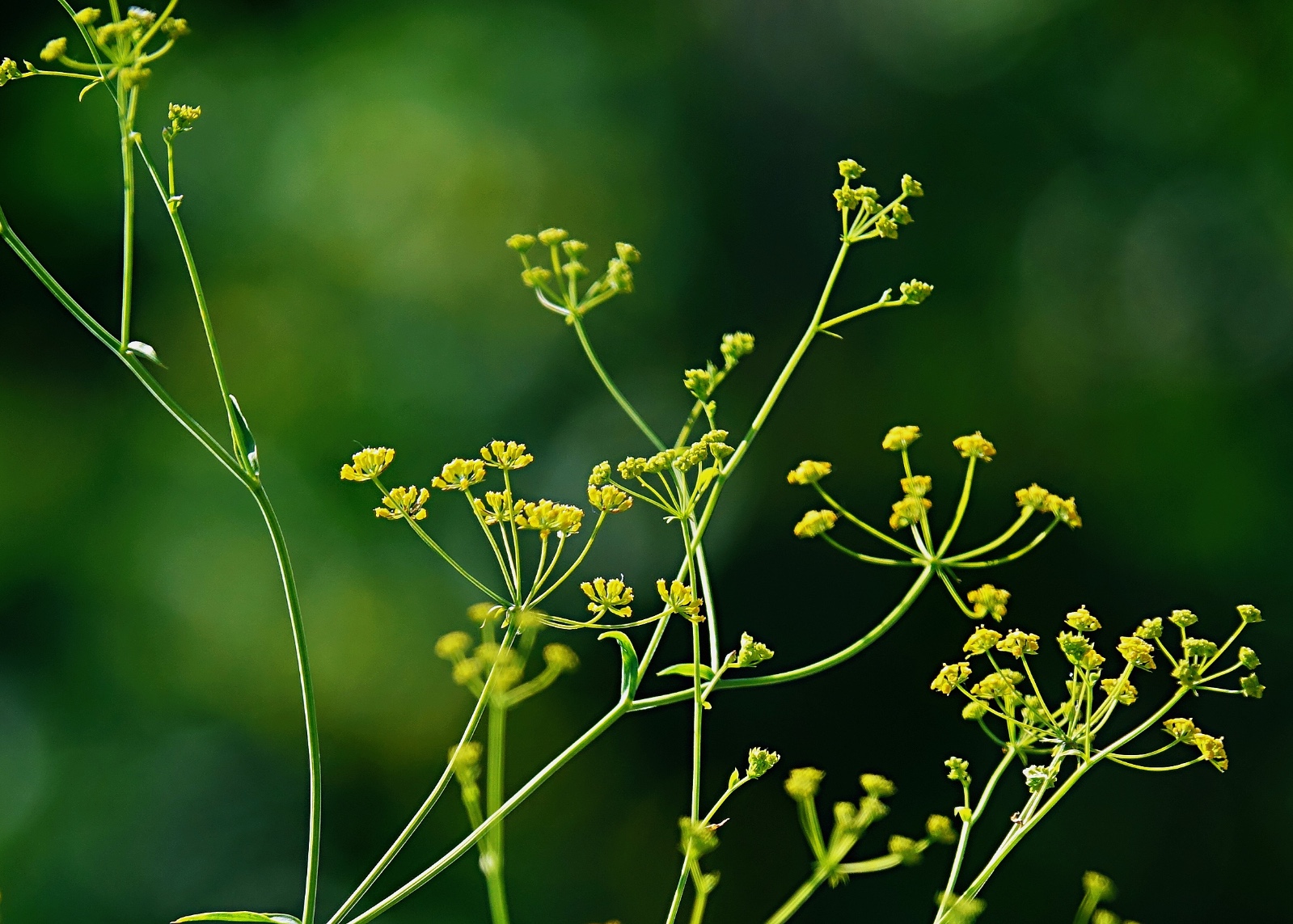  p data-id="tzwmcemwuk8b">春柴胡为伞形科多年生草本植物.