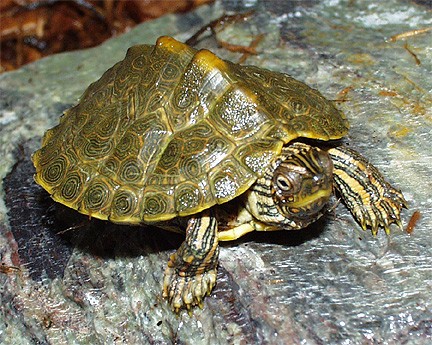  p>德州地图龟(学名: i>graptemys versa /i>)是龟科,地图龟属动物.