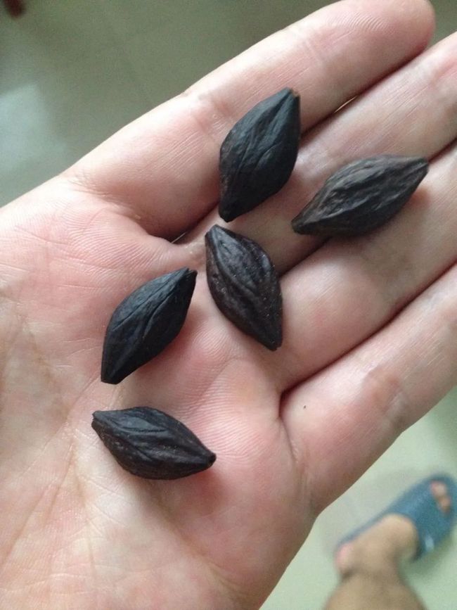 橄榄科/8748746" data-lemmaid="8748746">橄榄科 /a>植物橄榄的果核