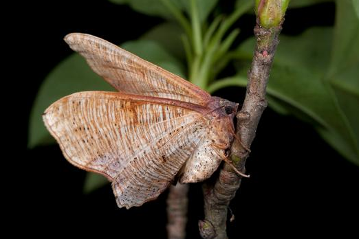 纤木纹尺蛾