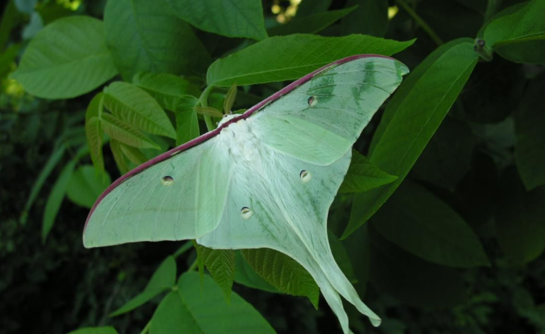  p>弯尾天蚕蛾属于鳞翅目. /p>