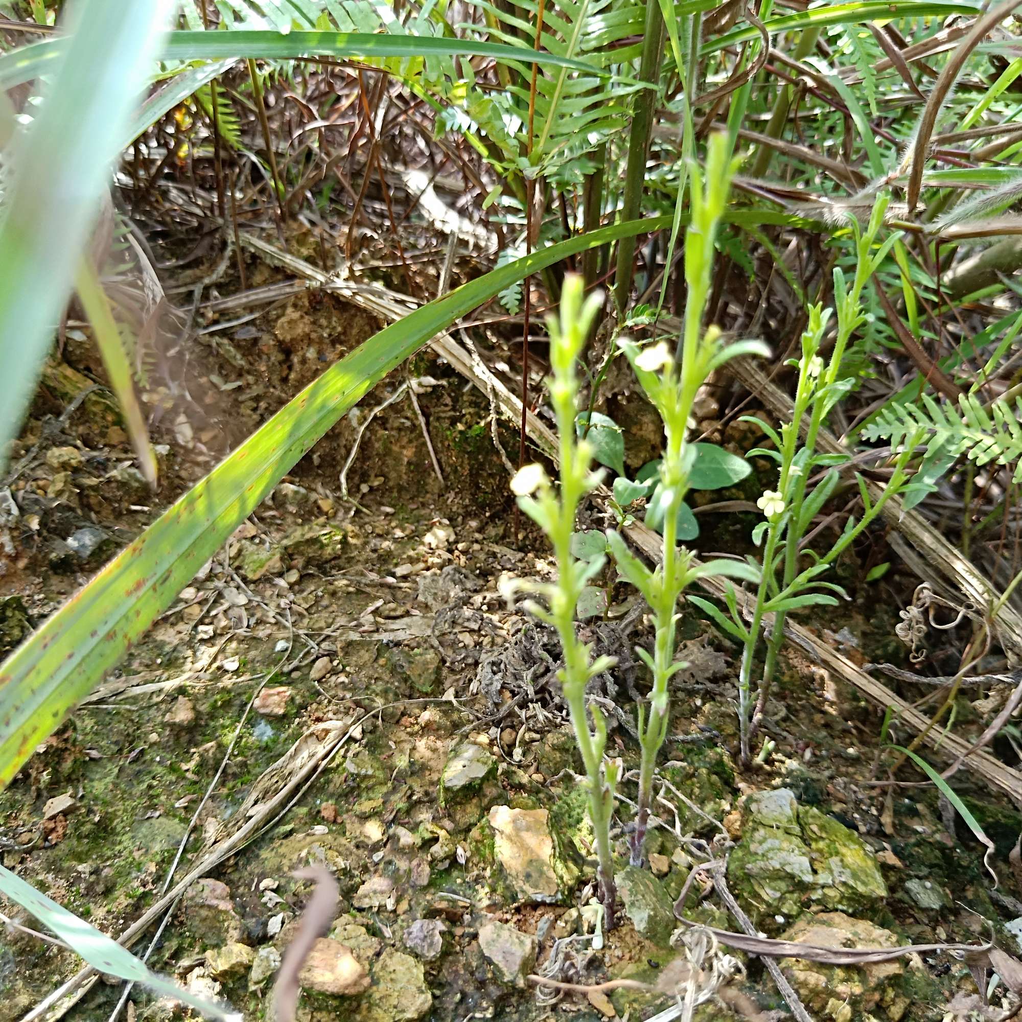 独脚金(原变种)