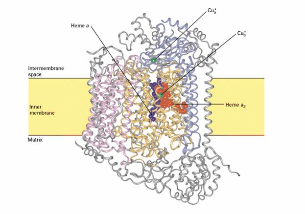  p>末端氧化酶(terminaloxidase)是指处于呼吸链末端,能将底物脱下的