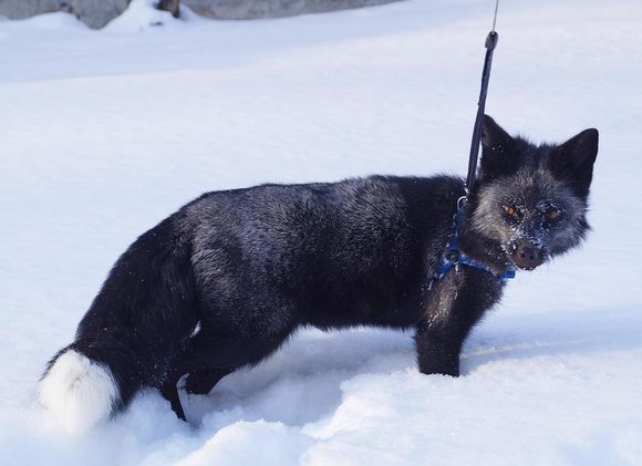 磁狐_磁狐搜索 官网 磁狐_磁狐搜刮 官网（磁搜索神器） 磁力资讯