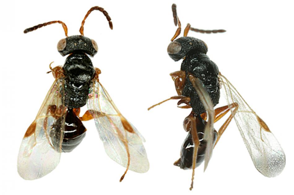 i olmi,1984)是 a target="_blank" href="/item/螯蜂科/2612477"