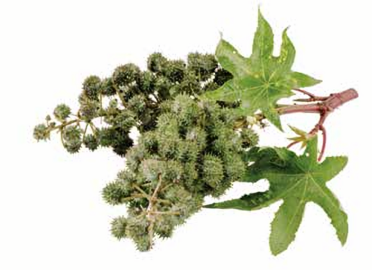 蓖麻（大戟科蓖麻属植物）_百度百科