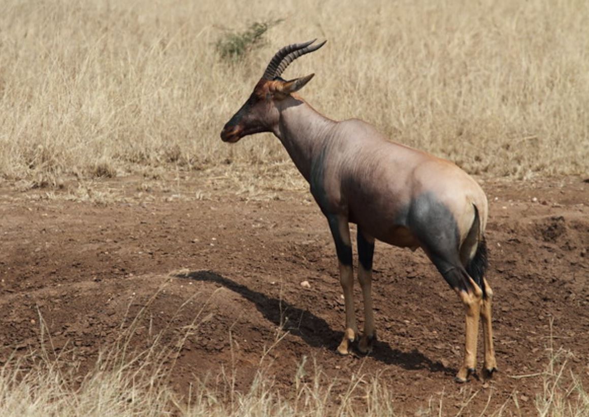  p>转角牛羚(学名: i>damaliscus lunatus /i> ):是哺乳纲,牛科的一种