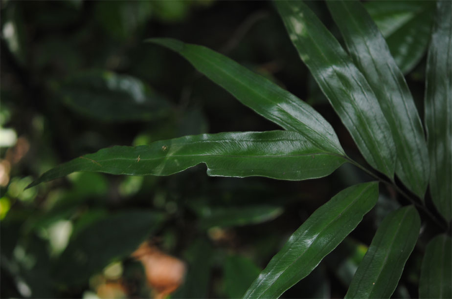  p>竹叶蕨(学名: i>taenitis blechnoides /i> (willd.) sw.