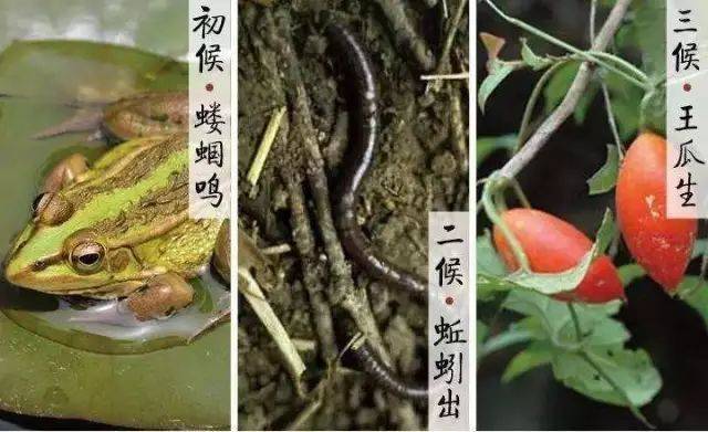 古代一些作品将立夏分为三候,一候蝼蝈鸣,二候蚯蚓出,三候王瓜生;说的