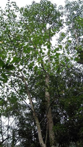 米老排广西107家系