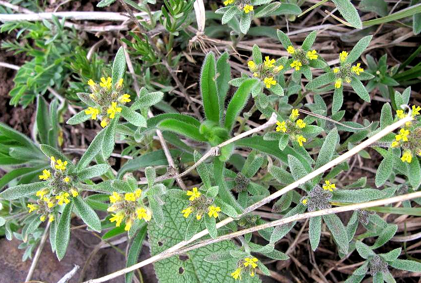  p>庭荠(学名: i>alyssum desertorum /i> stapf.
