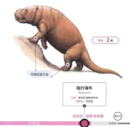 儒艮_百度百科